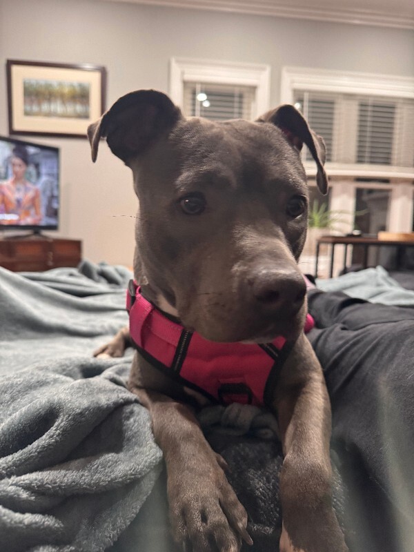 View Posy the Dog Photo #8