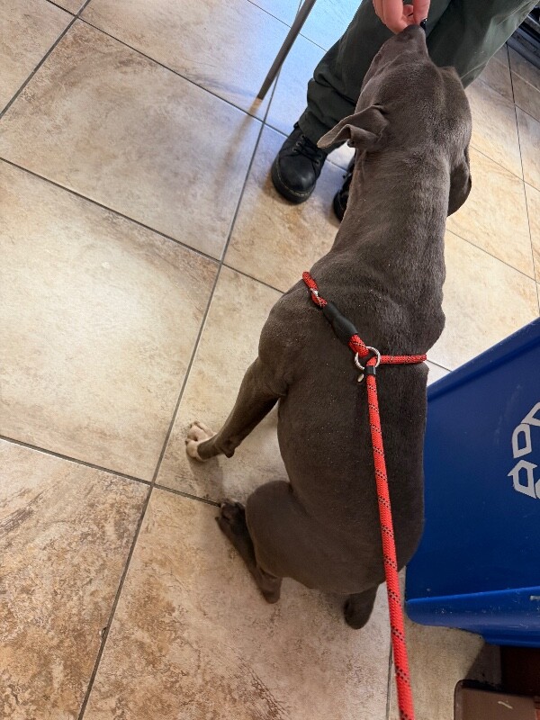 View Posy the Dog Photo #3