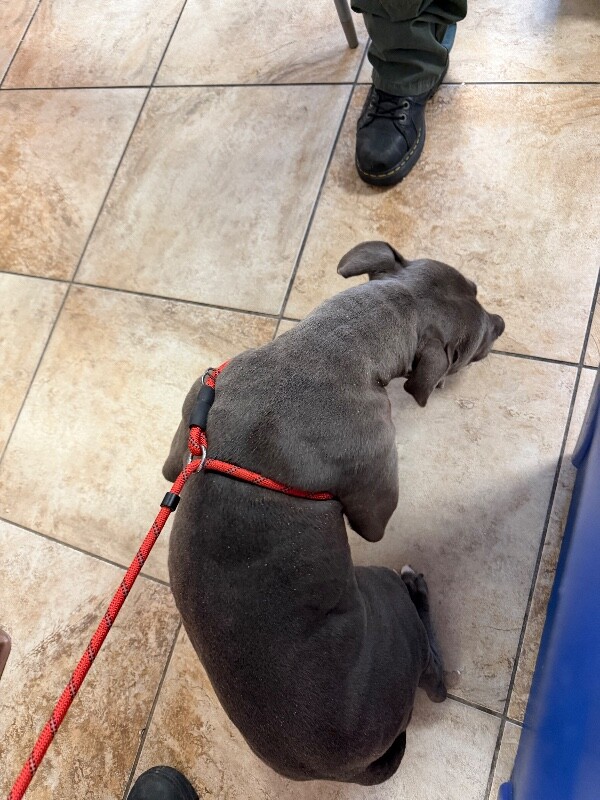 View Posy the Dog Photo #2