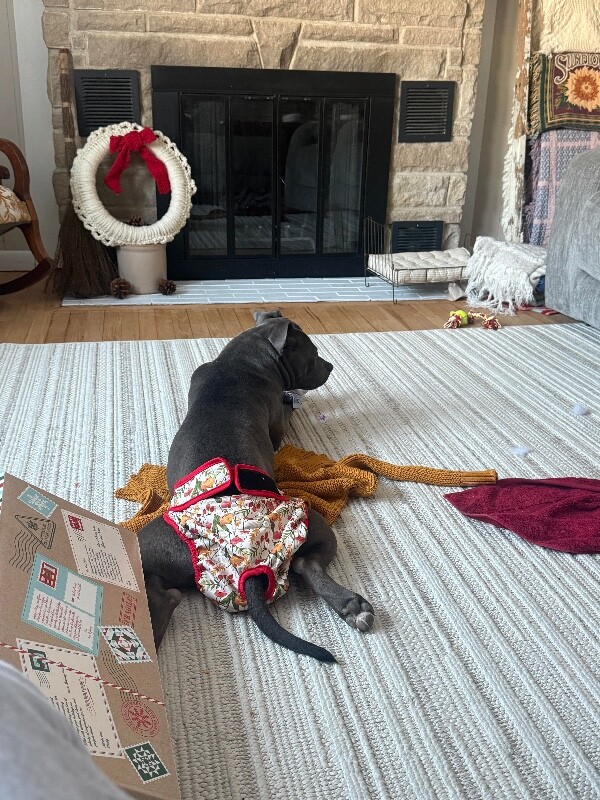 View Posy the Dog Photo #6