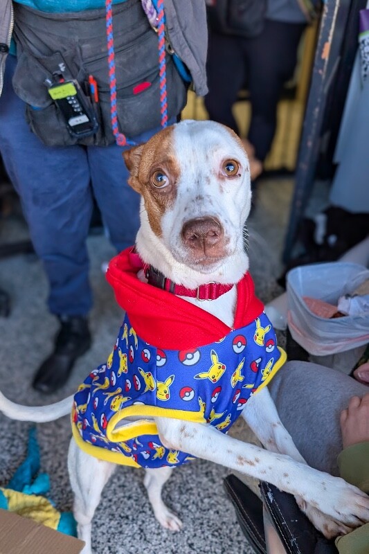 View Scrunchie the Dog Photo #4