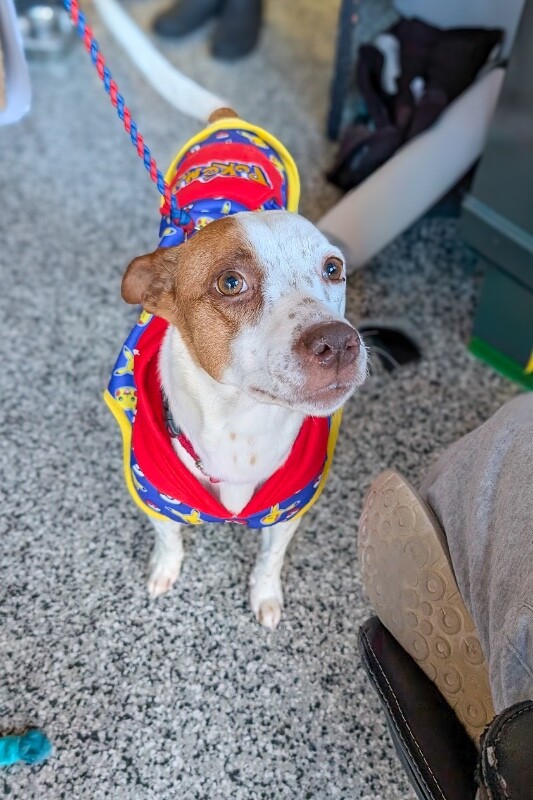 View Scrunchie the Dog Photo #3