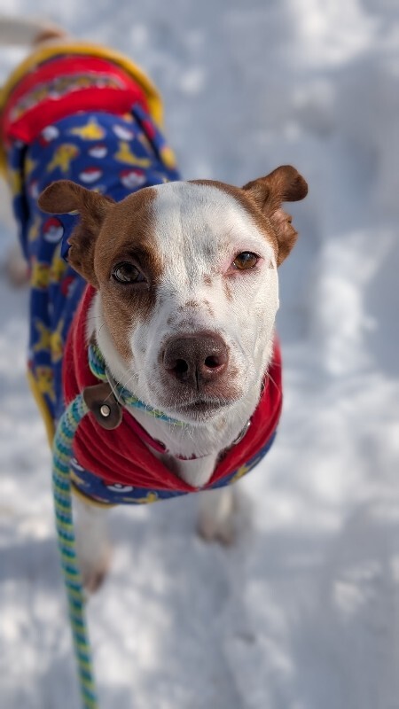 View Scrunchie the Dog Photo #5