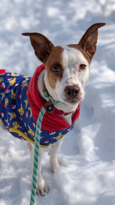 View Scrunchie the Dog Photo #7