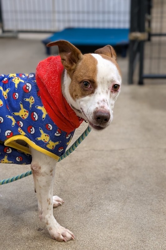 View Scrunchie the Dog Photo #6