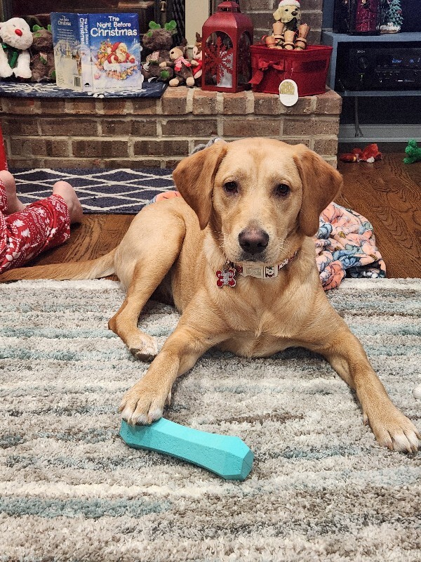 Learn More About this dog 20251224 170142