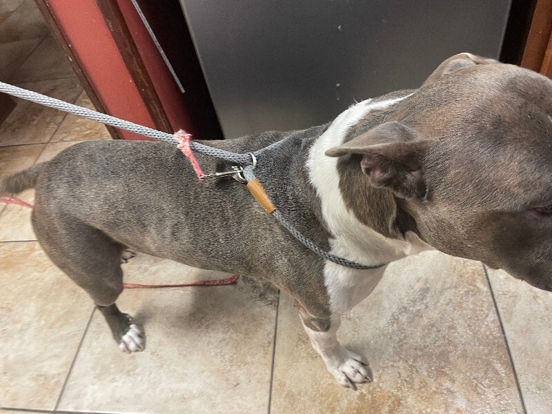 View Pioneer the Dog Photo #3