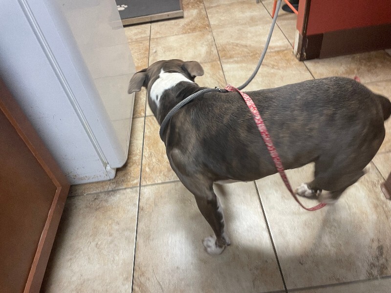 View Pioneer the Dog Photo #2