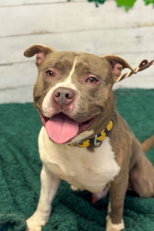 View Pioneer the Dog Photo #3