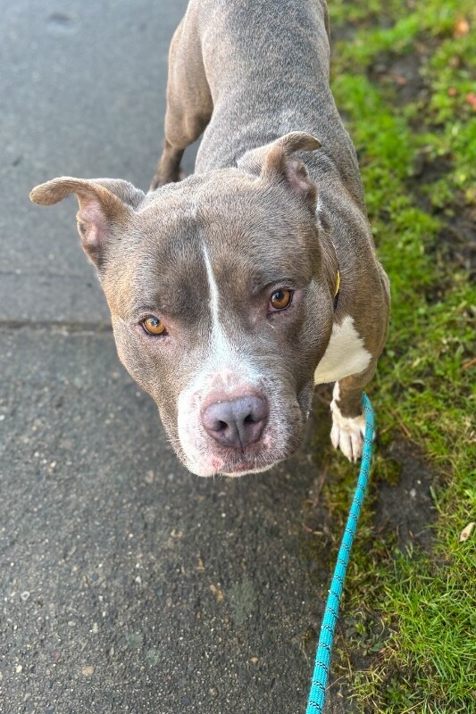 View Pioneer the Dog Photo #5