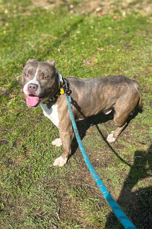 View Pioneer the Dog Photo #4