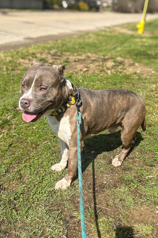 View Pioneer the Dog Photo #6