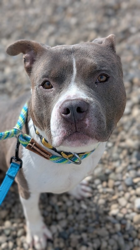 View Pioneer the Dog Photo #2