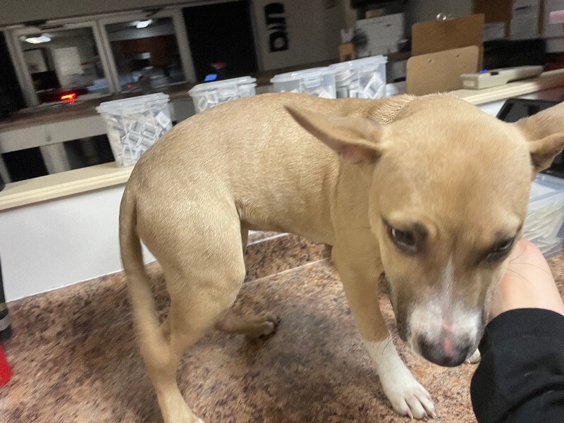 View Ruby Roo the Dog Photo #2