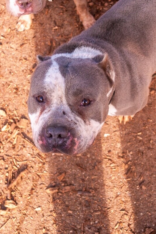 View R2Dcool the Dog Photo #3