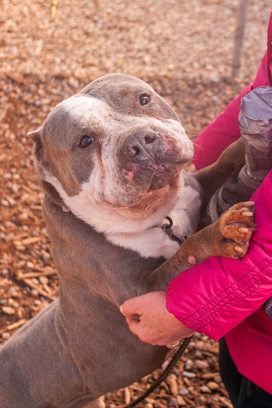 View R2Dcool the Dog Photo #2