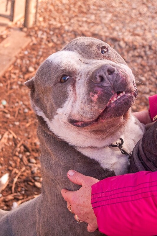 View R2Dcool the Dog Photo #4