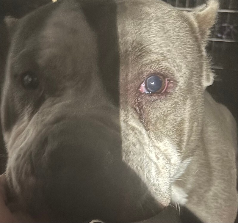 View R2Dcool the Dog Photo #2