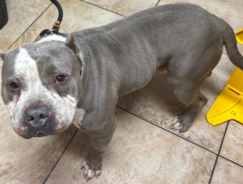 View R2Dcool the Dog Photo #4