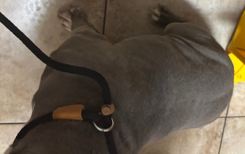 View R2Dcool the Dog Photo #3