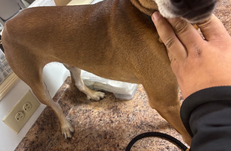 View Dingle Man the Dog Photo #2