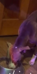 Learn More About this dog Screenshot 2026 01 04 123652