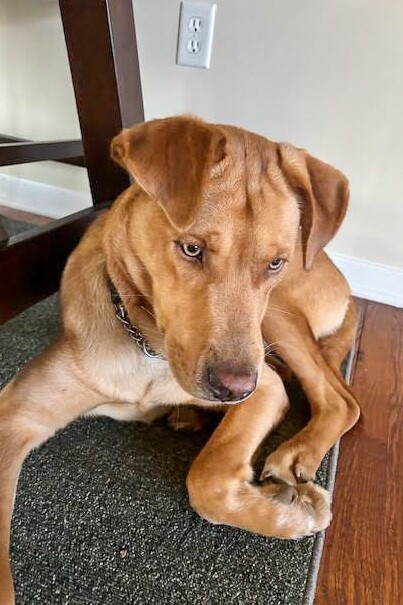 View Cortado the Dog Photo #6