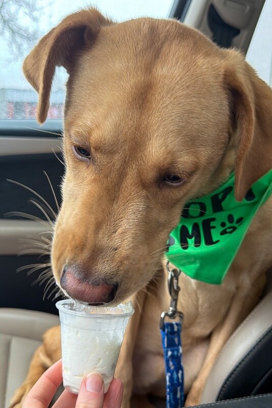 View Cortado the Dog Photo #3