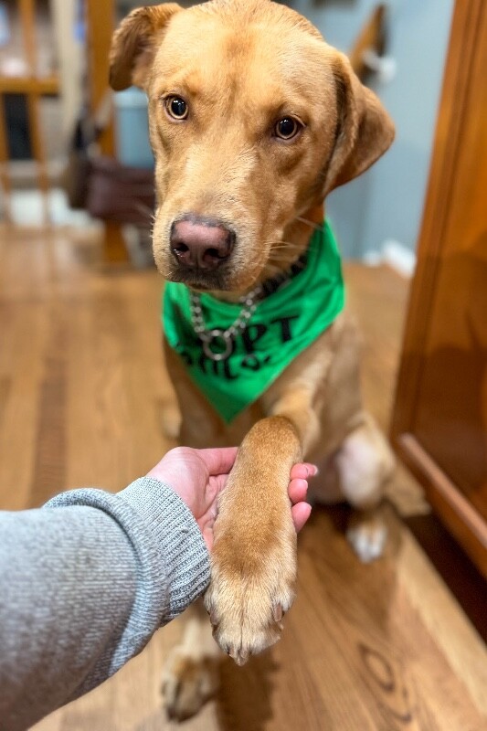 View Cortado the Dog Photo #2