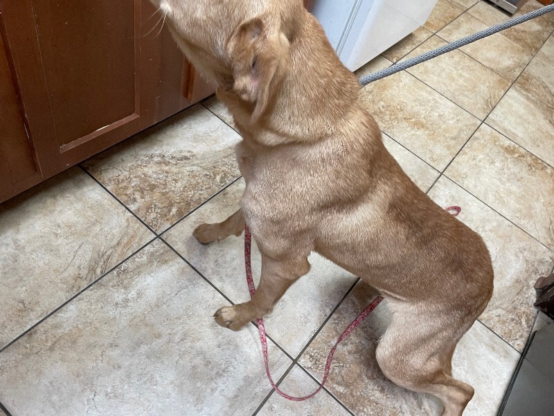 View Cortado the Dog Photo #3