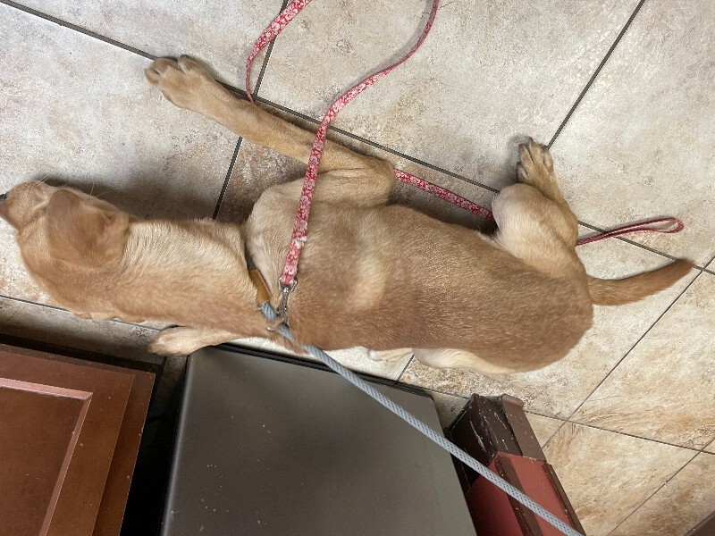 View Cortado the Dog Photo #2