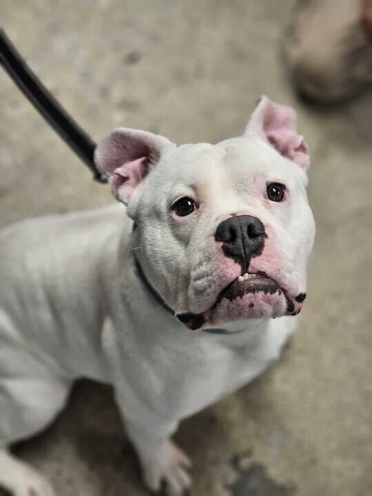 View Spartacus the Dog Photo #6