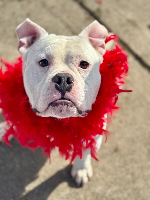 View Spartacus the Dog Photo #2