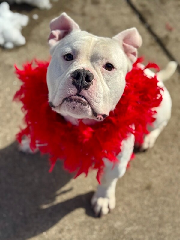 View Spartacus the Dog Photo #3