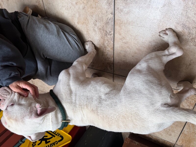 View Spartacus the Dog Photo #3