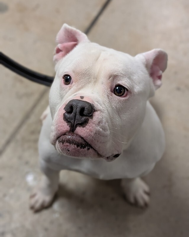 View Spartacus the Dog Photo #5