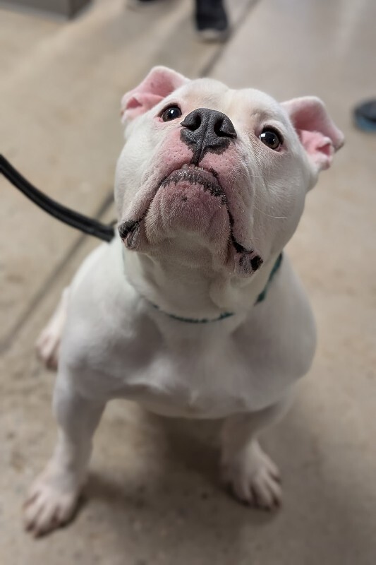 View Spartacus the Dog Photo #8