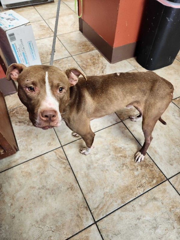 View Mike Wheeler the Dog Photo #3