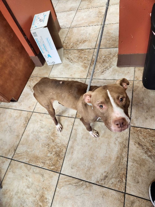 View Mike Wheeler the Dog Photo #4