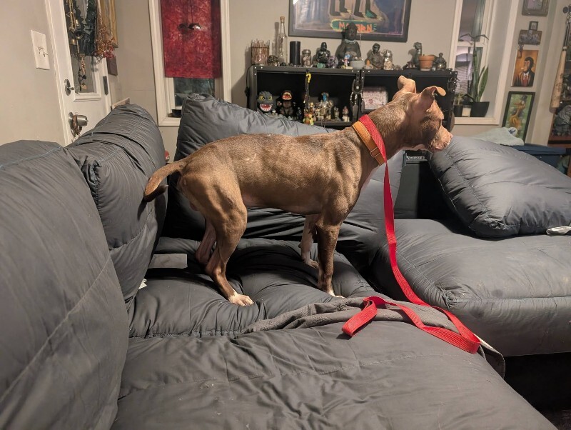 View Mike Wheeler the Dog Photo #11