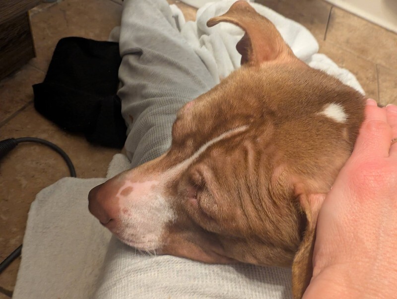 View Mike Wheeler the Dog Photo #13