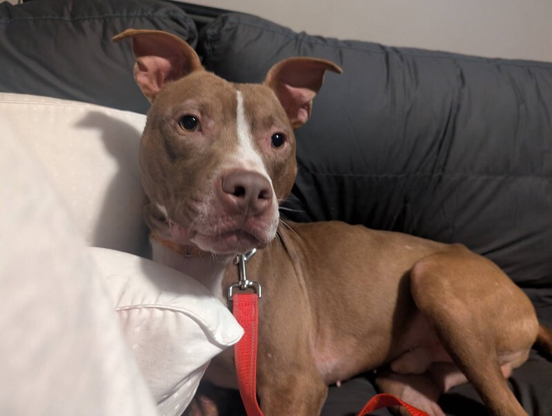 View Mike Wheeler the Dog Photo #7