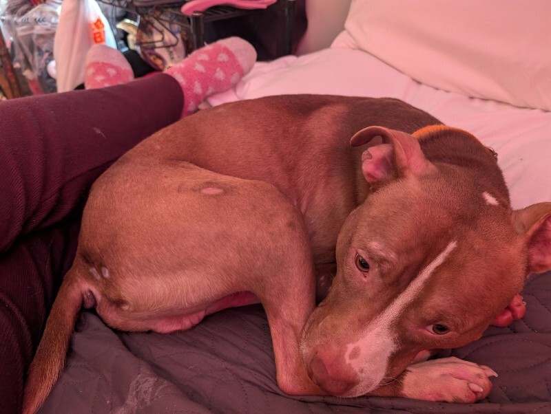 View Mike Wheeler the Dog Photo #8