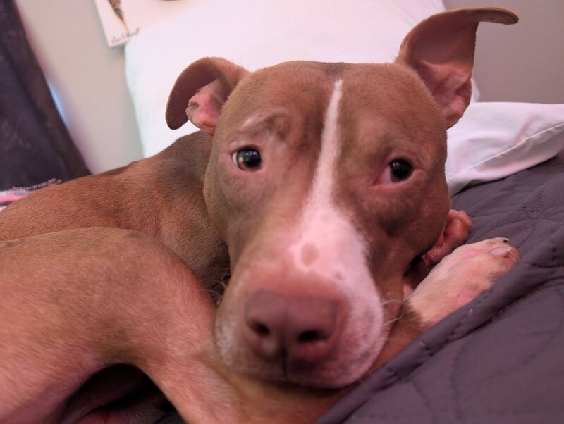 View Mike Wheeler the Dog Photo #10