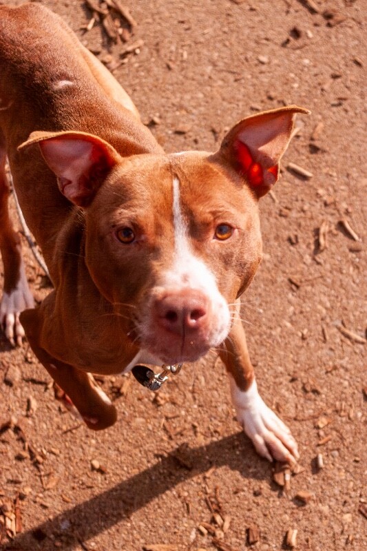 View Mike Wheeler the Dog Photo #3