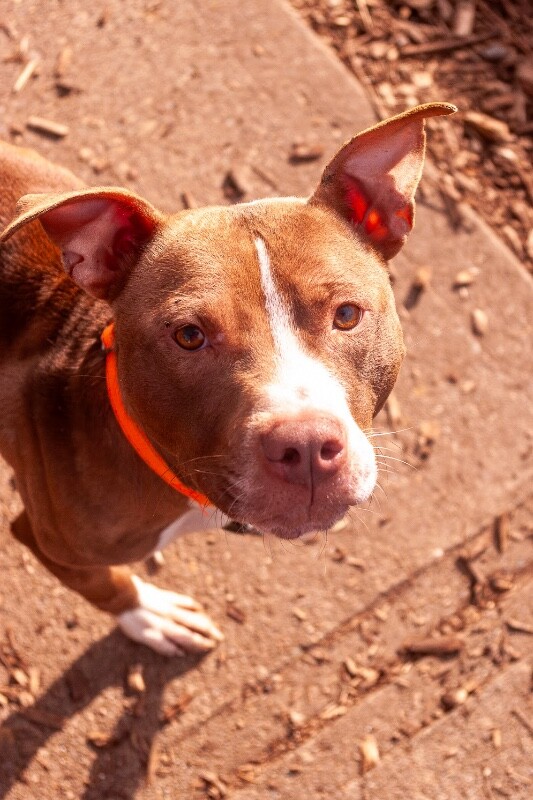 View Mike Wheeler the Dog Photo #2