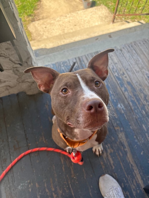 View Mike Wheeler the Dog Photo #6