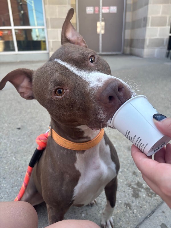 View Mike Wheeler the Dog Photo #14