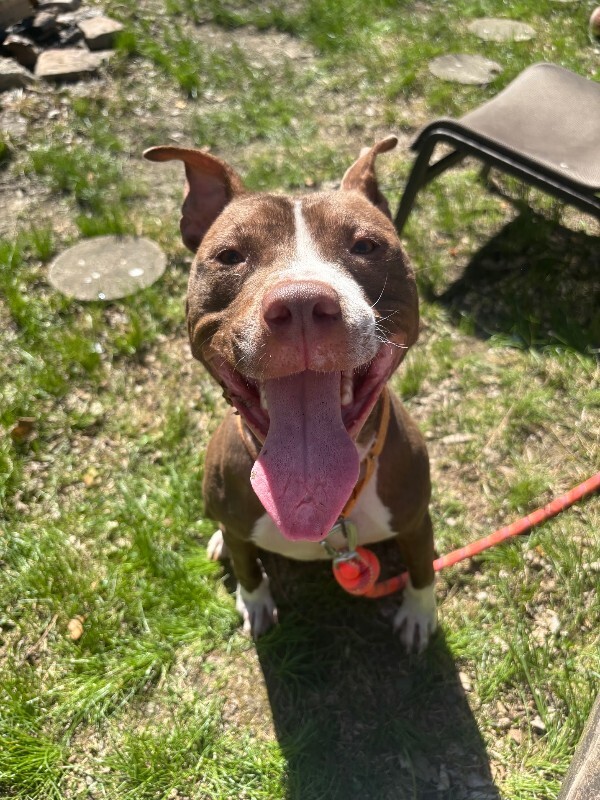 View Mike Wheeler the Dog Photo #9