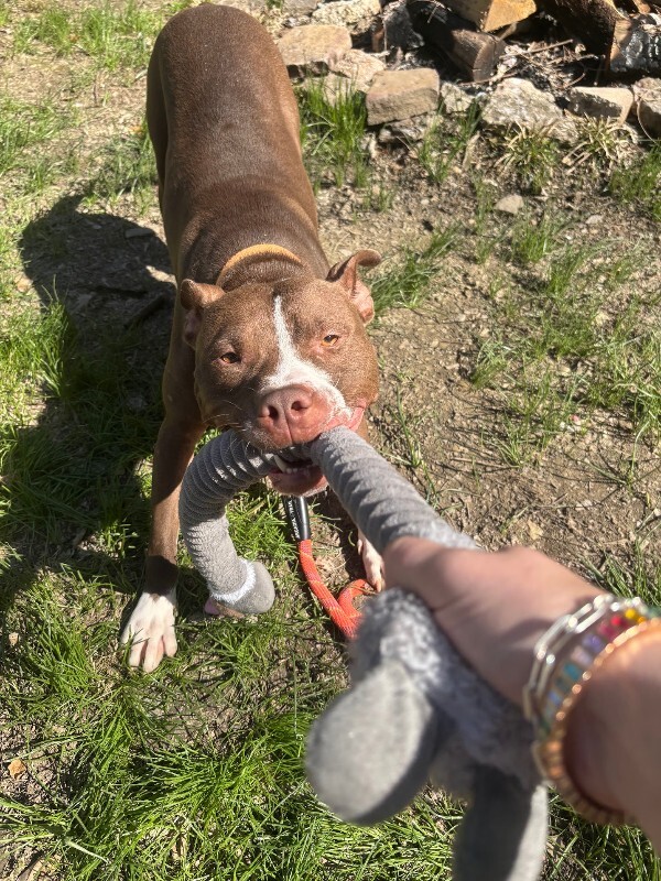 View Mike Wheeler the Dog Photo #15